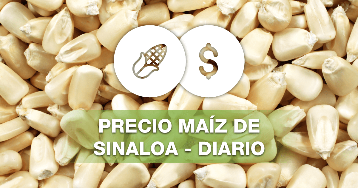 thumbnail precio maiz sinaloa 1