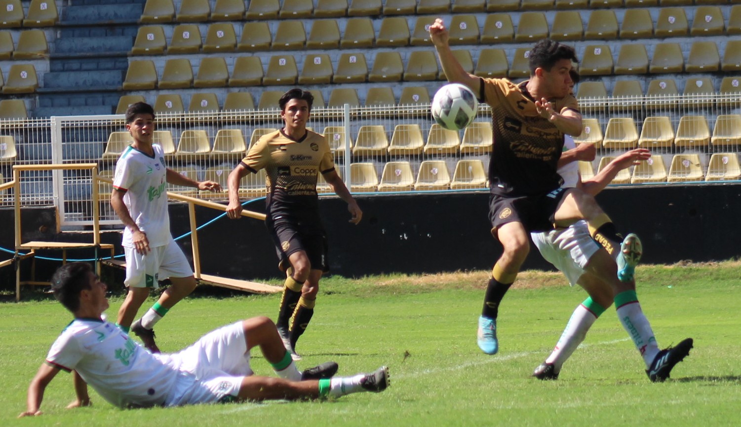 DORADOS TALA PORTADA