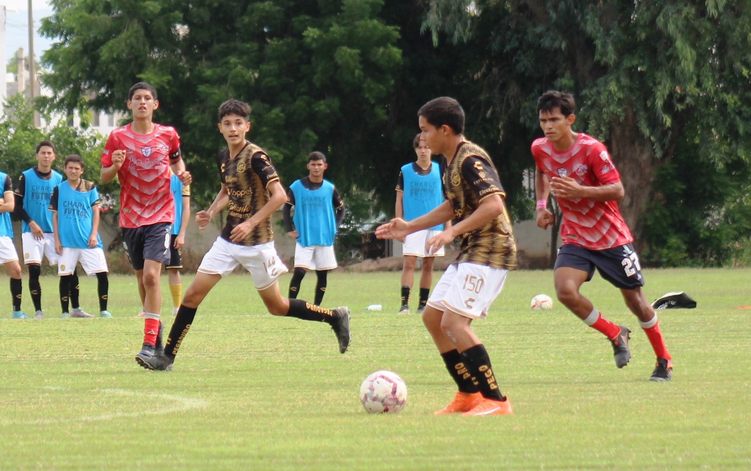 dorados halcones