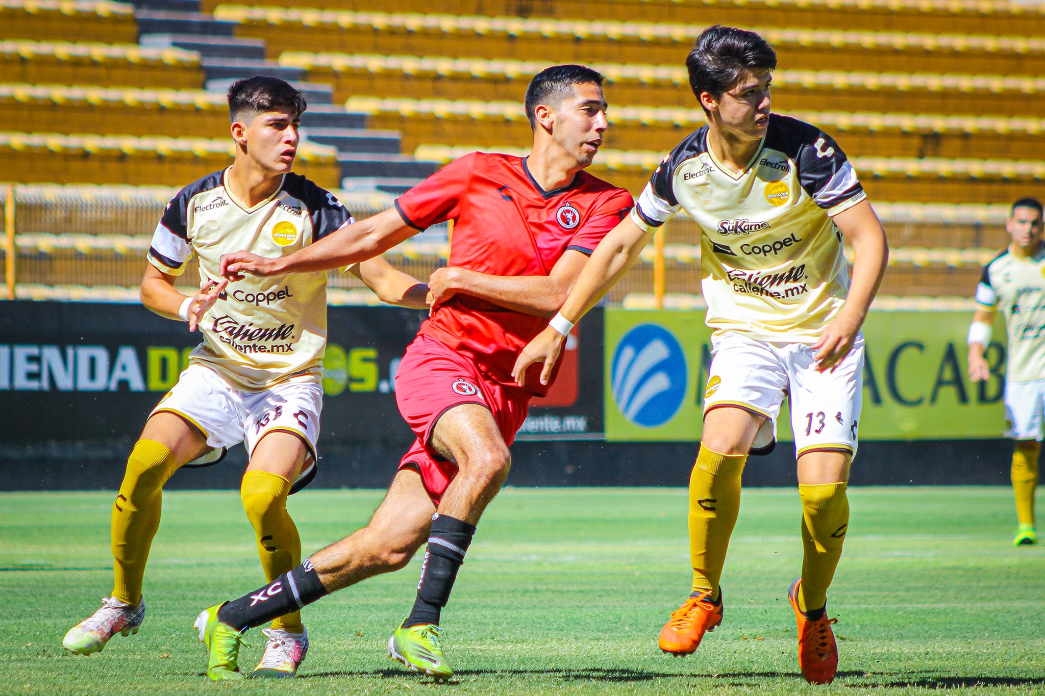 dords xolos 1
