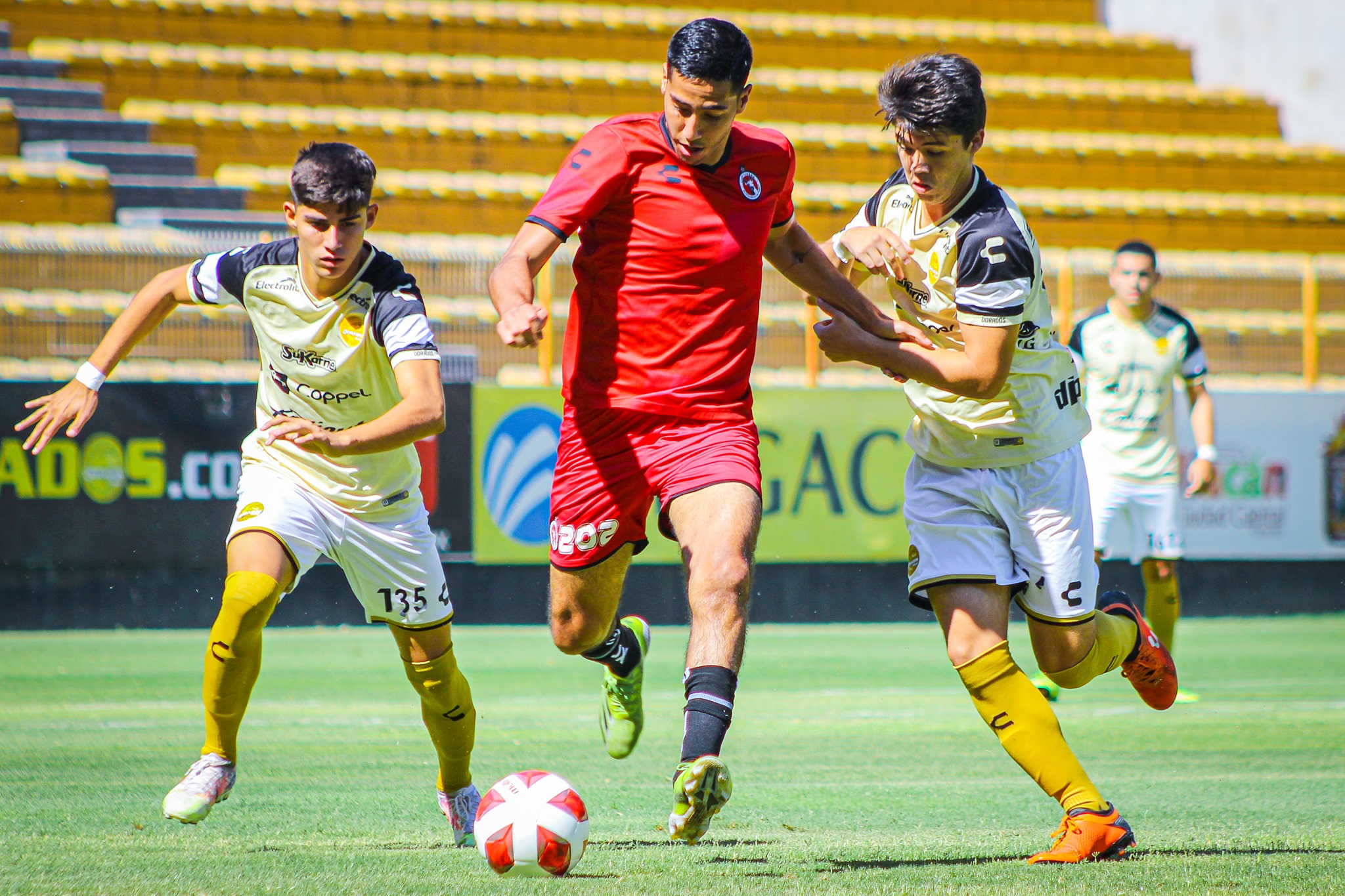 dors xolos