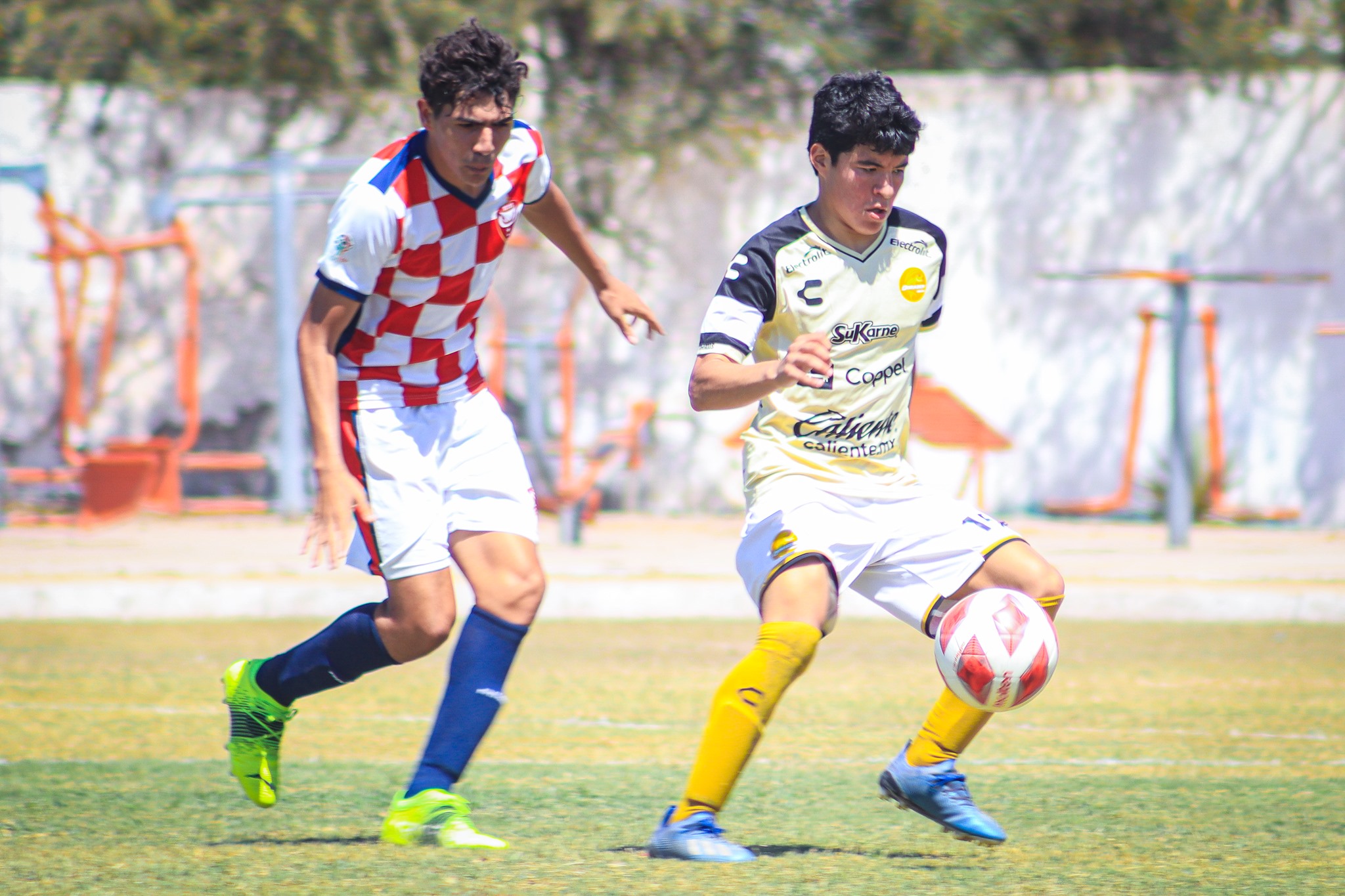 dors ante cefo